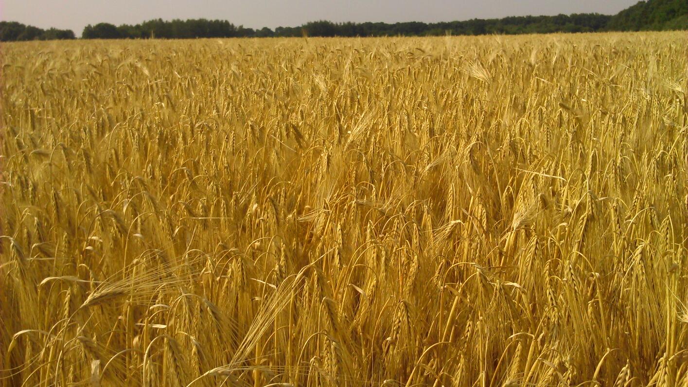 Barley1